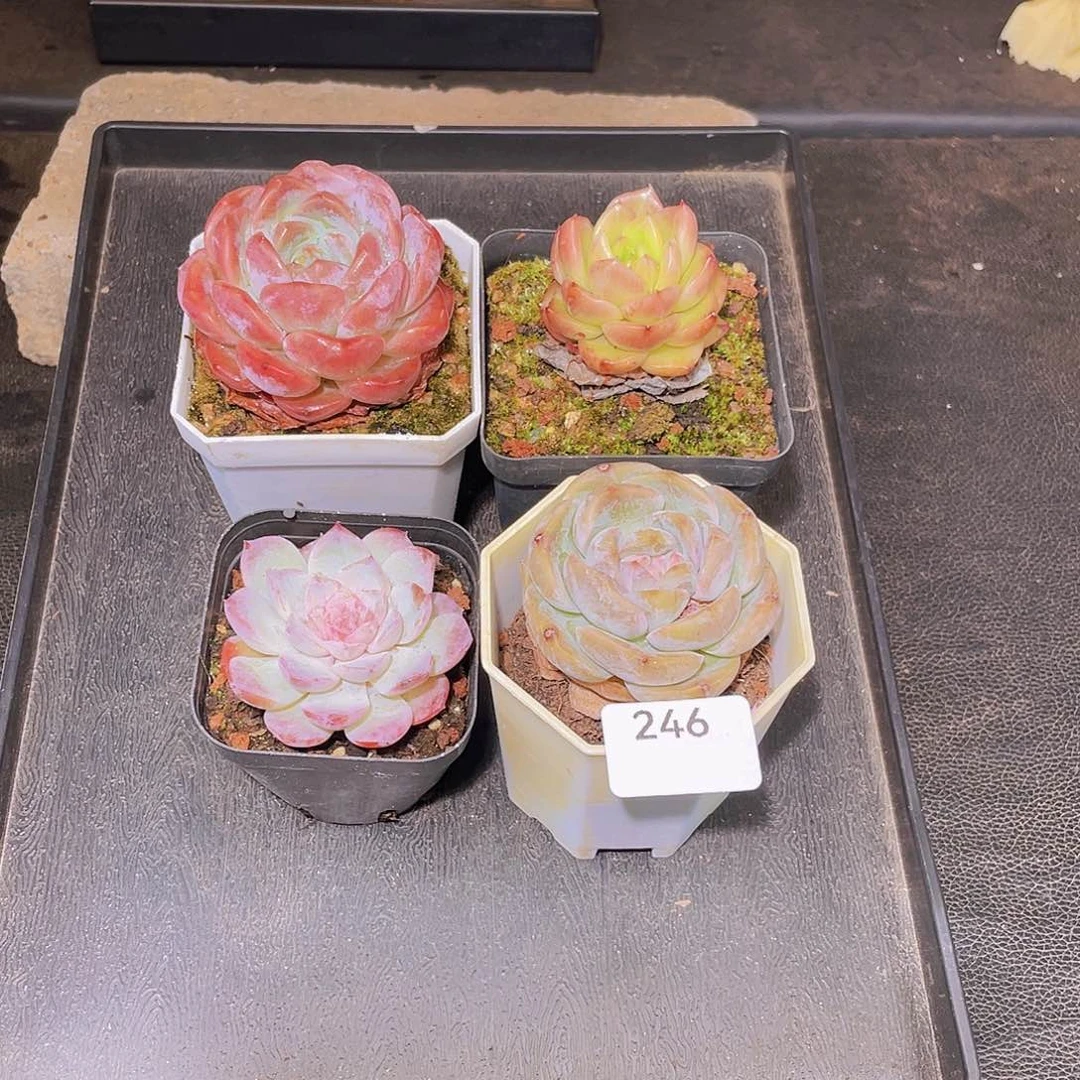 246。套餐 脱土发。不包整