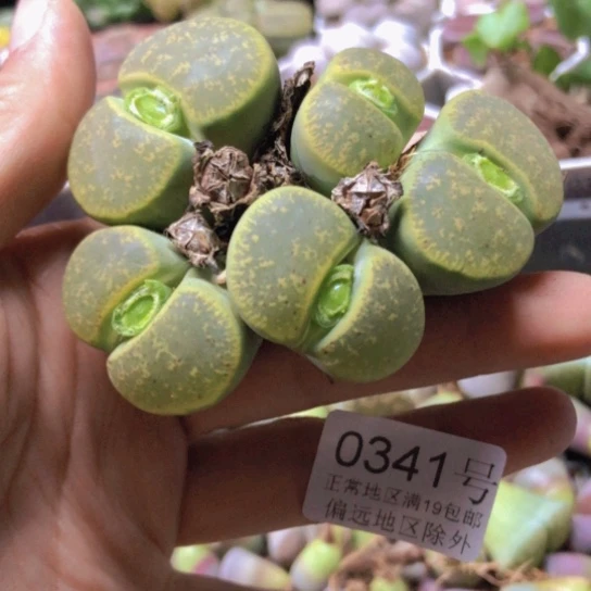 0341，8年群如图y w y p e