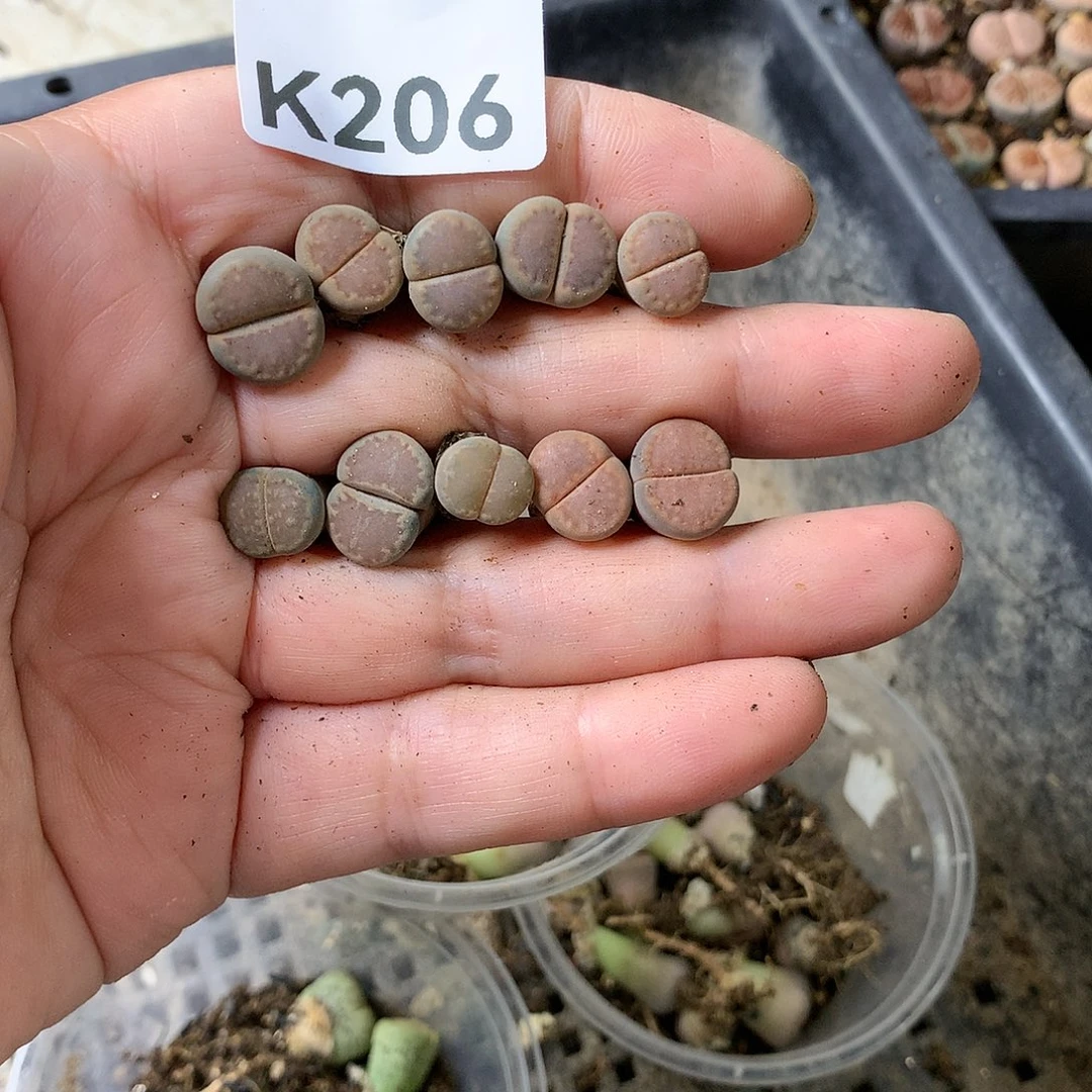 L****eK206多肉植物保护