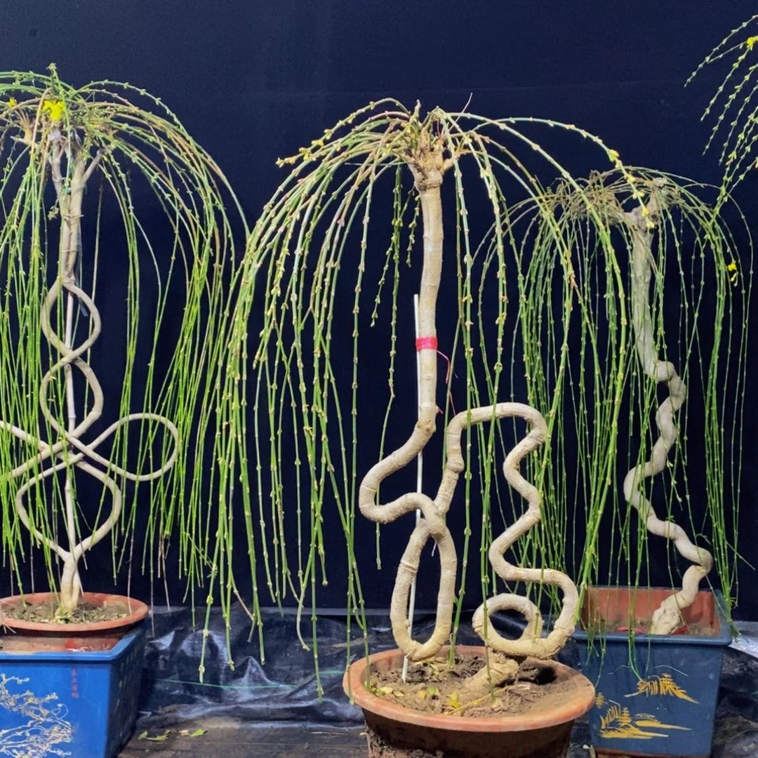 三台迎春，一物一拍，