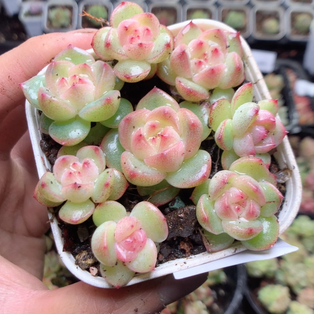 无花朵G92yyyyytytt