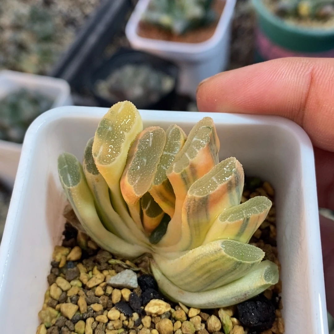 一颗实生玉扇锦 开播福利