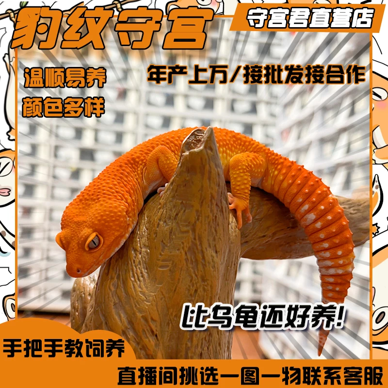 豹纹守宫蜥蜴活物新手入门懒人宠物可爱爬虫易养异宠小型温顺幼体