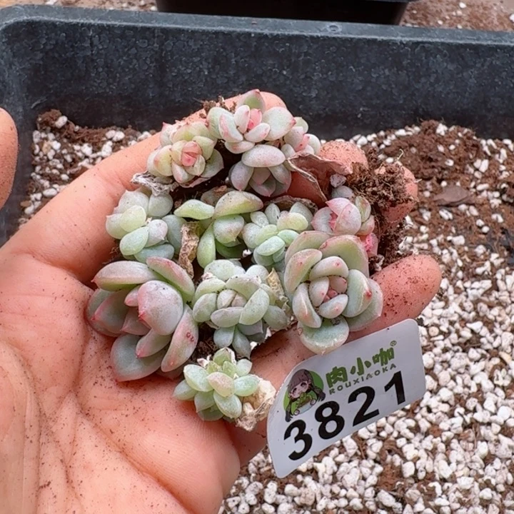 海***?多肉植物多肉植物