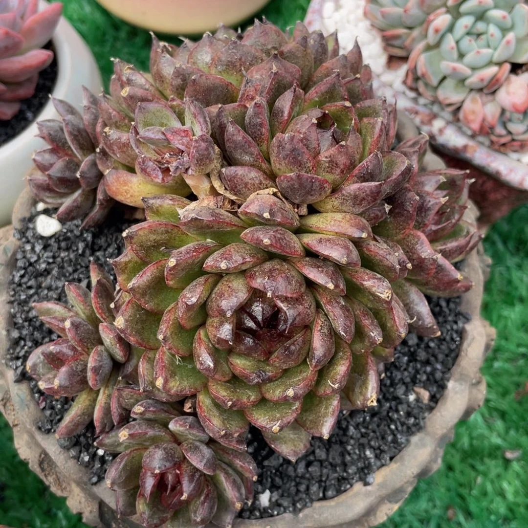 多肉植物盆栽多肉