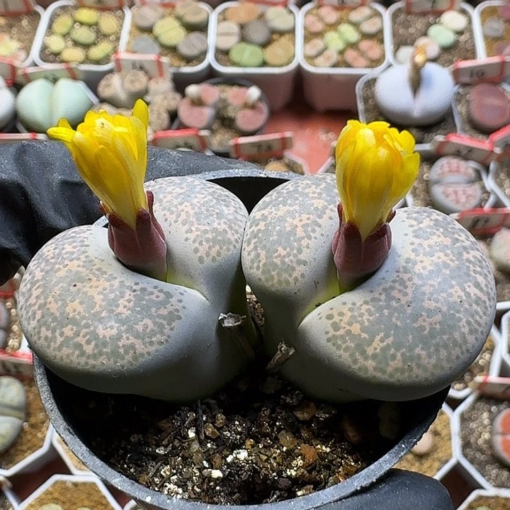 恰****生石花11111。   156