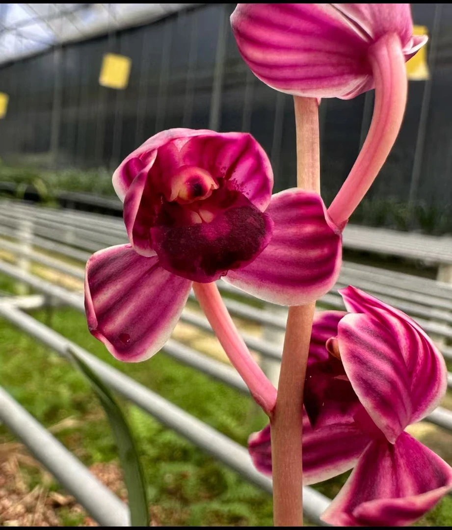 莲瓣兰（紫韵红荷）3连体特壮