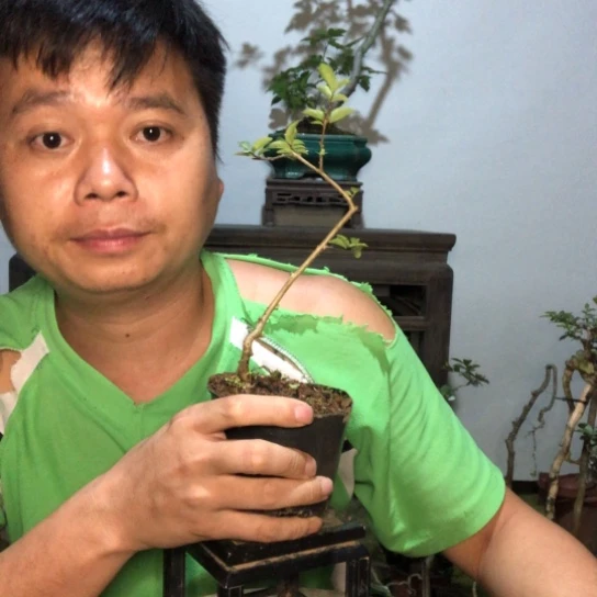 无花朵盆景盆栽植物