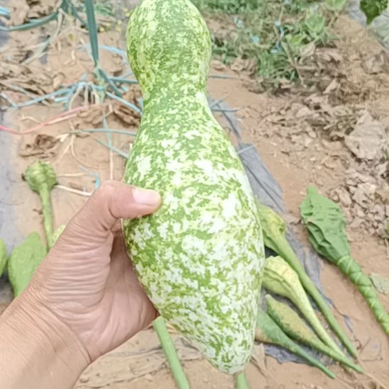 毛***子木鹤首葫芦！！！！！！！？？