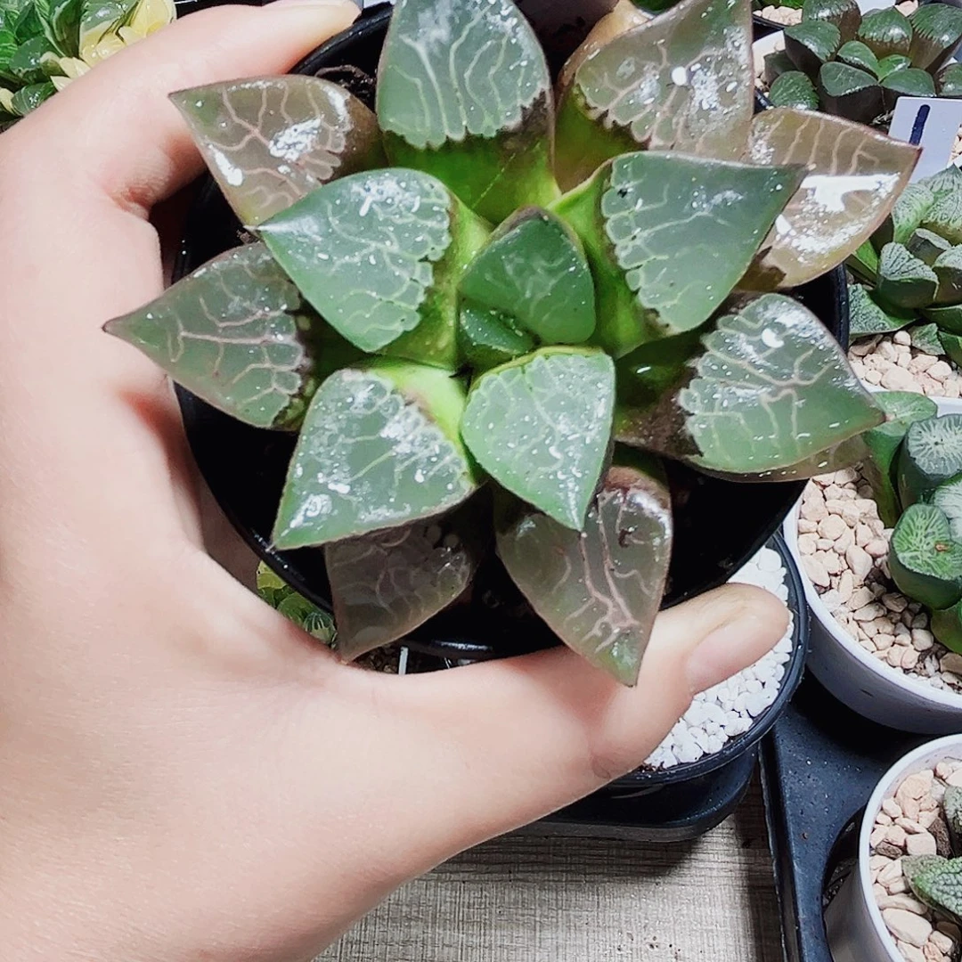 火凤凰克多肉植物6666