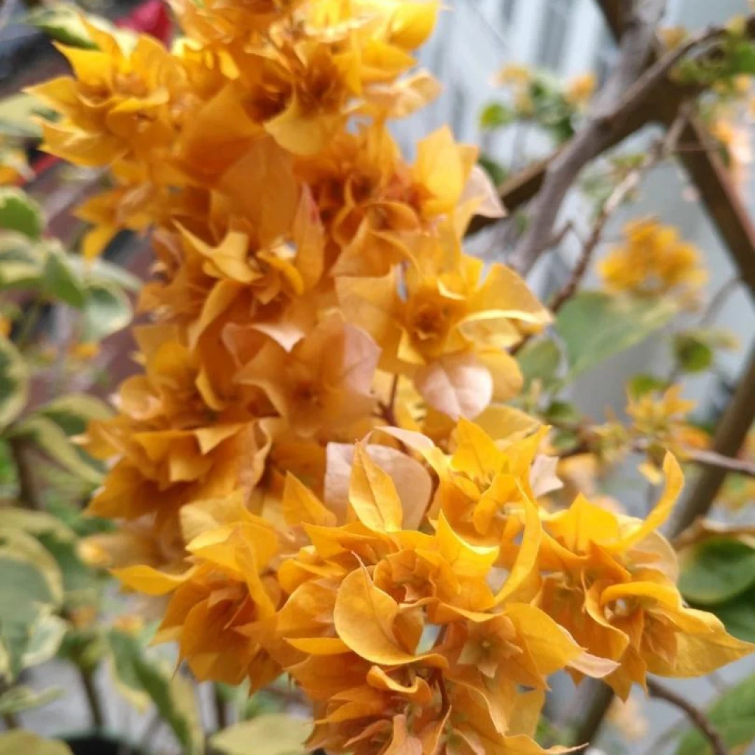 【重瓣黄金】三角梅好养阳台勤花爬藤垂丝不带花