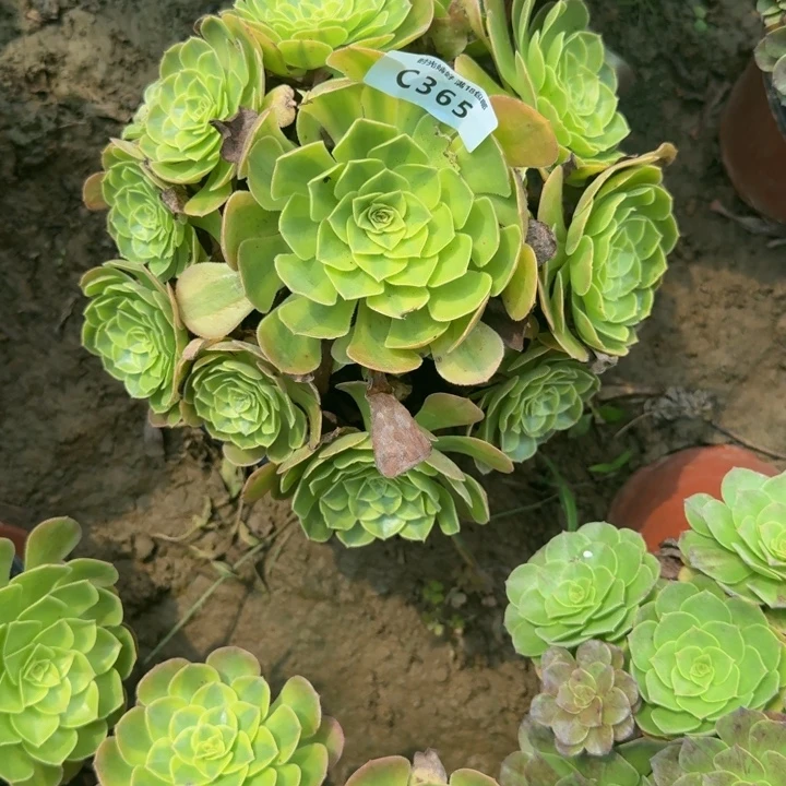 365雨荷。多肉植物
