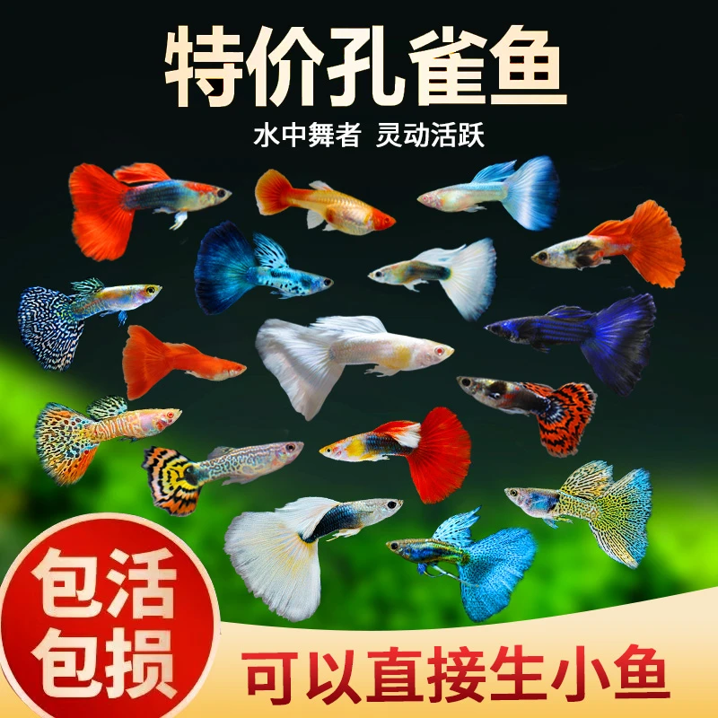 【直播专属特惠】30条孔雀鱼观赏鱼好养耐活杂袍活鱼热带鱼新手好养
