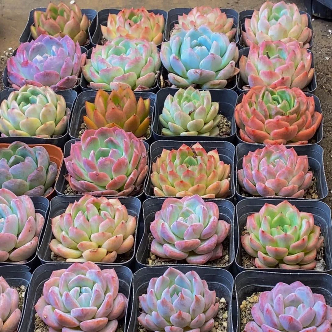 868点人气爆棚了，你是