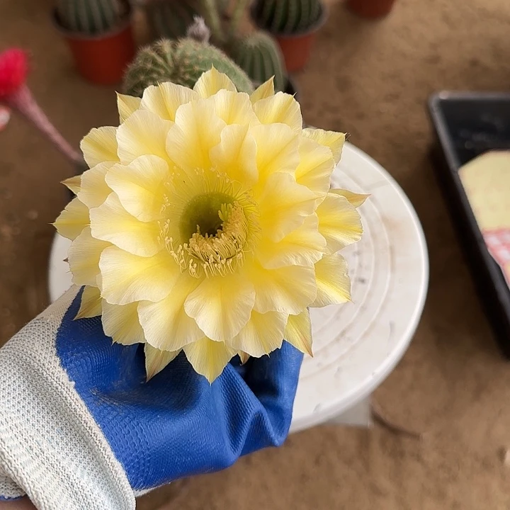 无花朵细**流带根彩草56