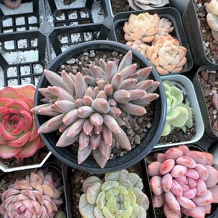 幸****?青蛙王子儿童牙膏111