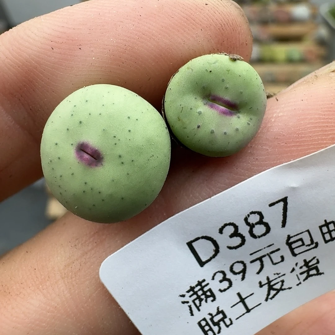 387多肉哈哈哈哈好吧