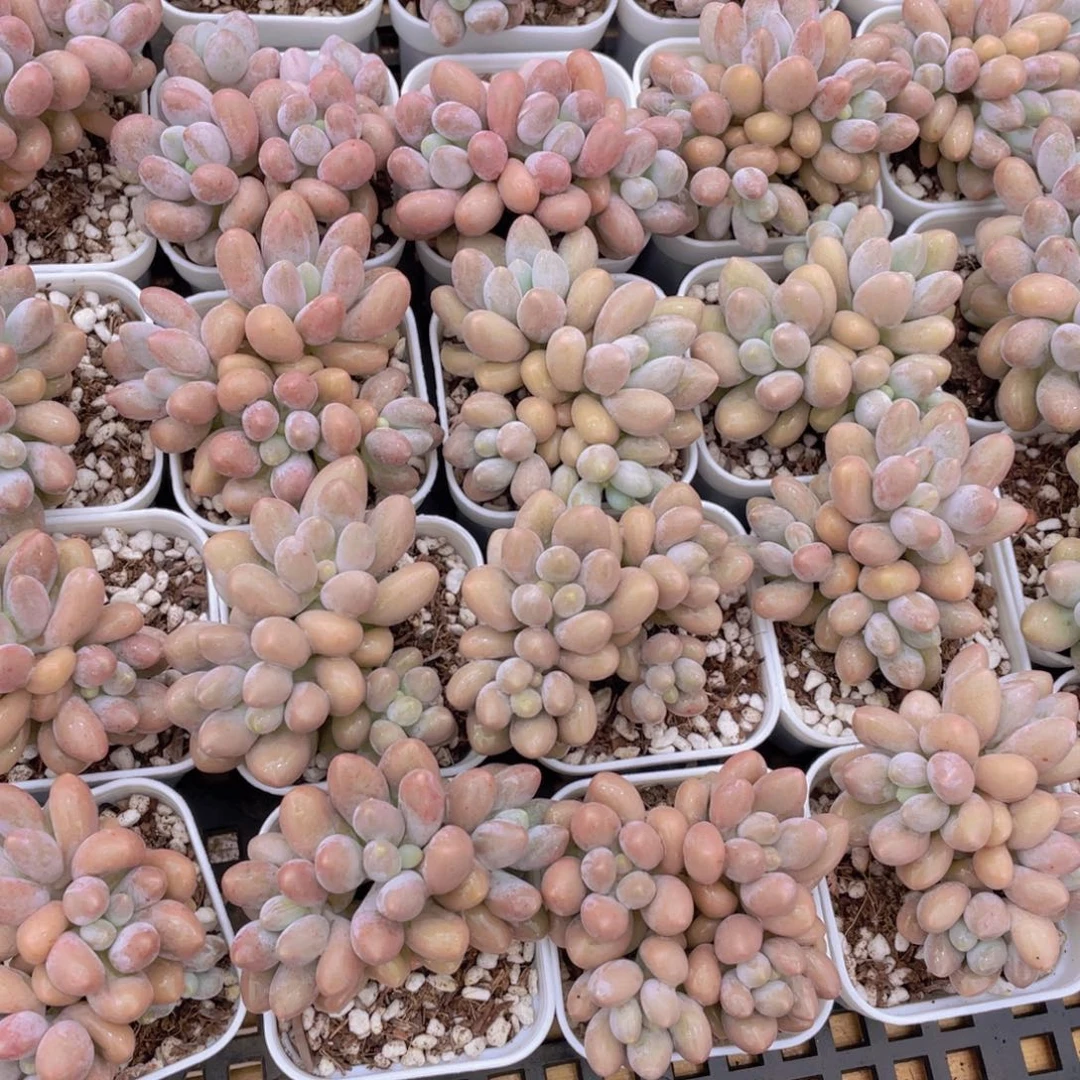 量拍42号 汤圆小群生一个