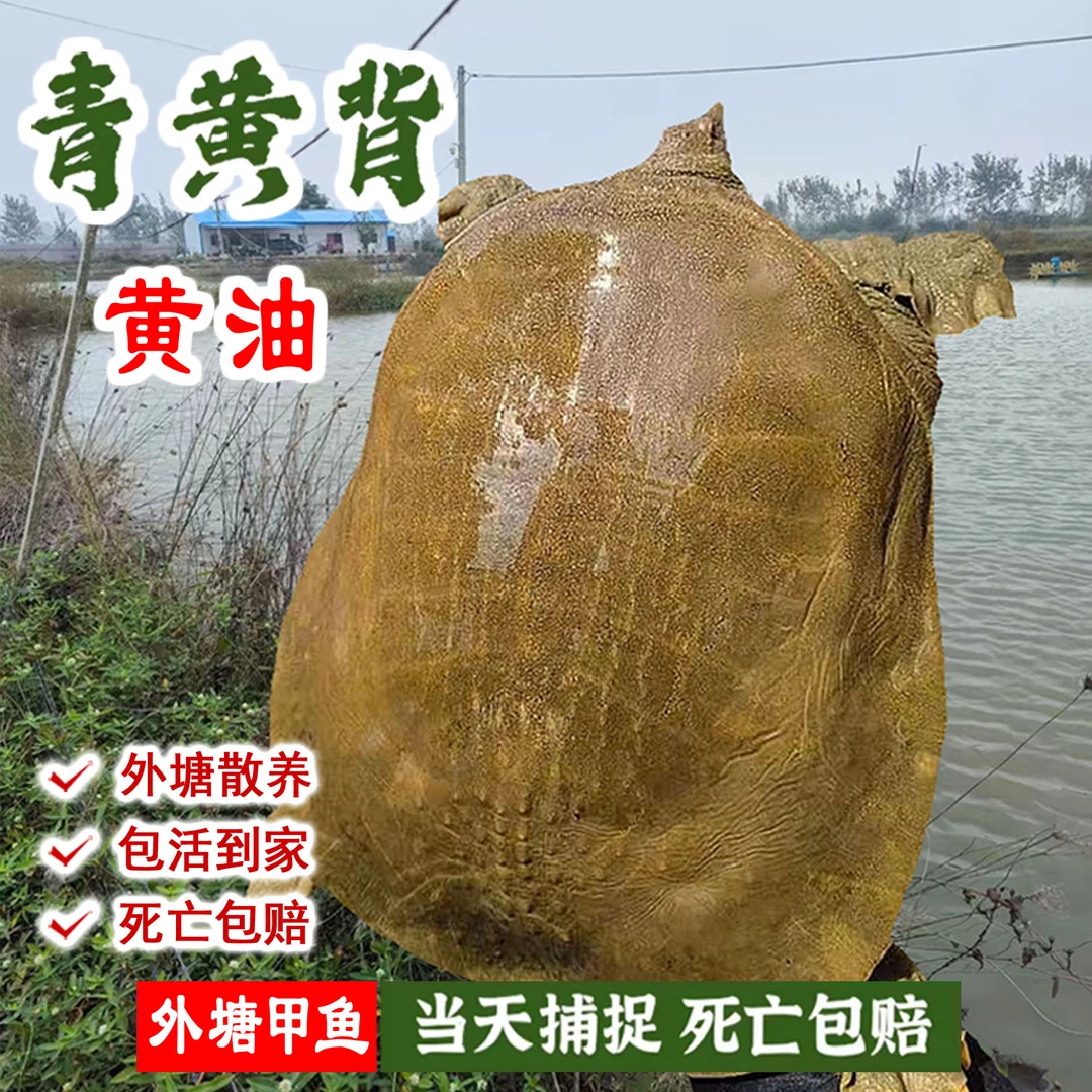 【3.2斤(含)---3.55斤(不含)】甲鱼野外放养鲜活生态老鳖水鱼团鱼