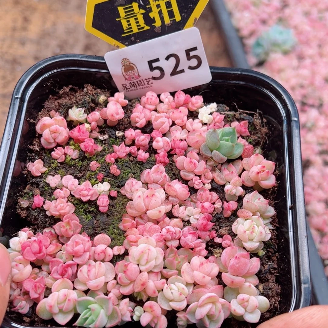 多肉植物多肉植物