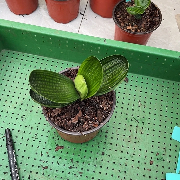 完全开放油麻娃娃