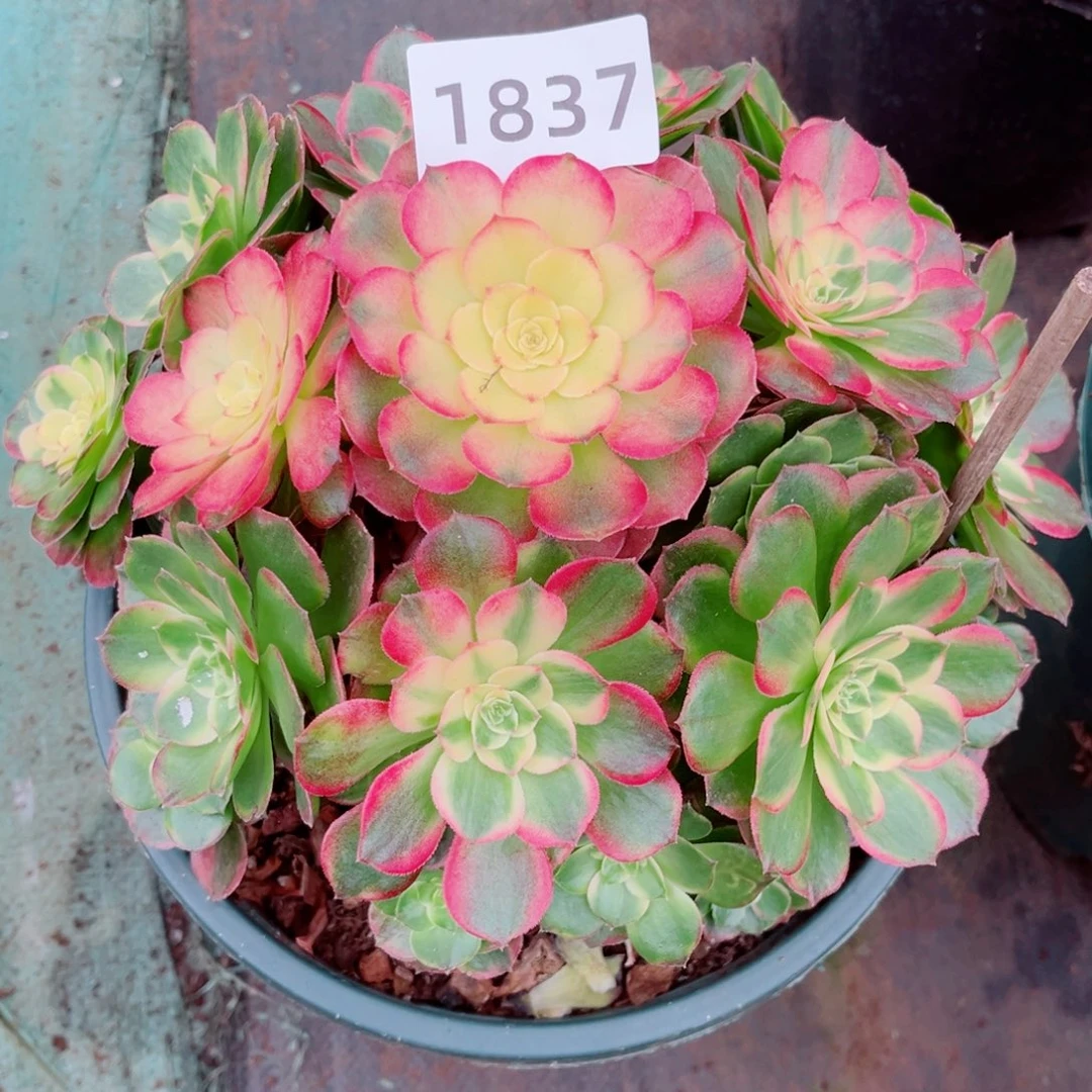 海鲜特价多肉发货