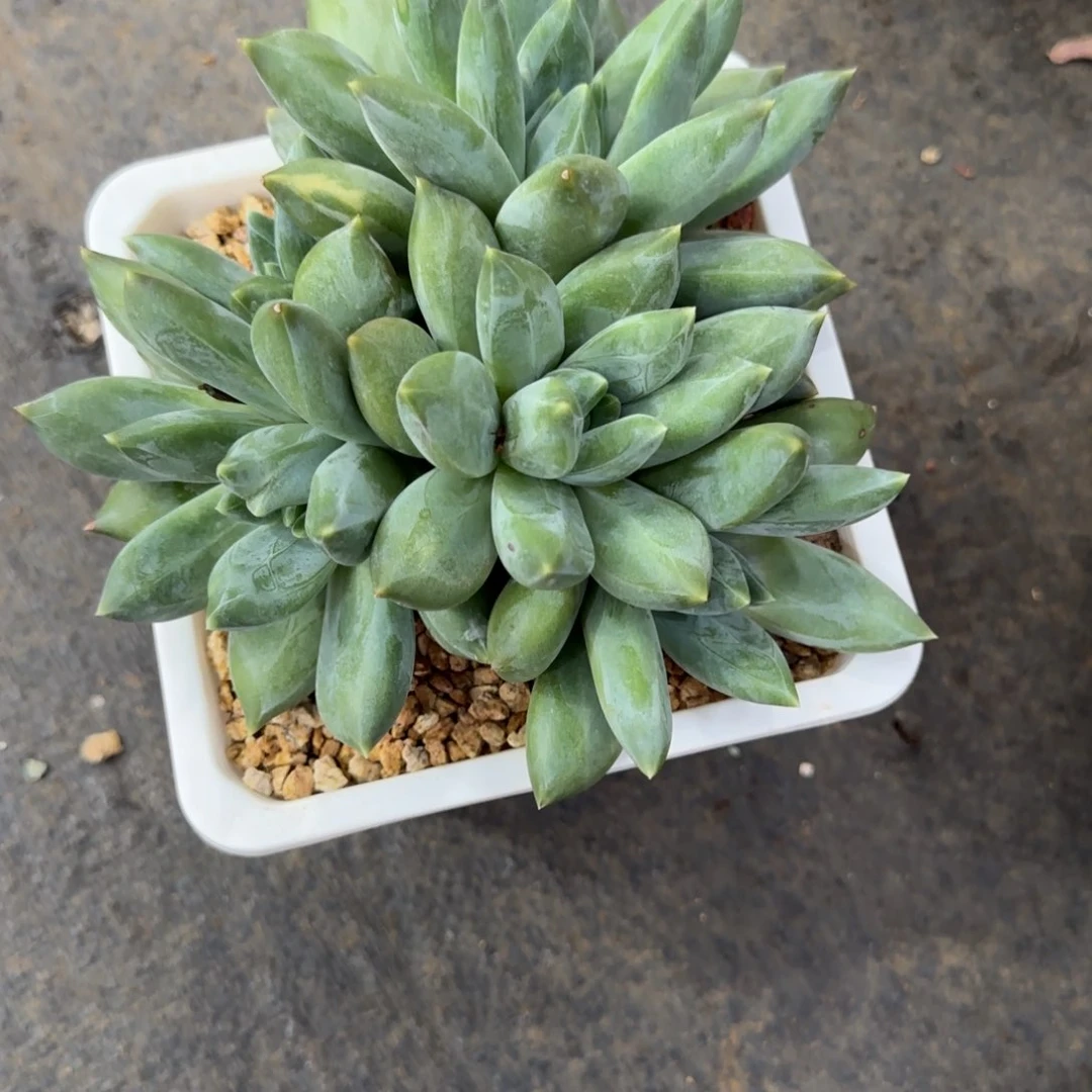 重楼多肉植物多肉