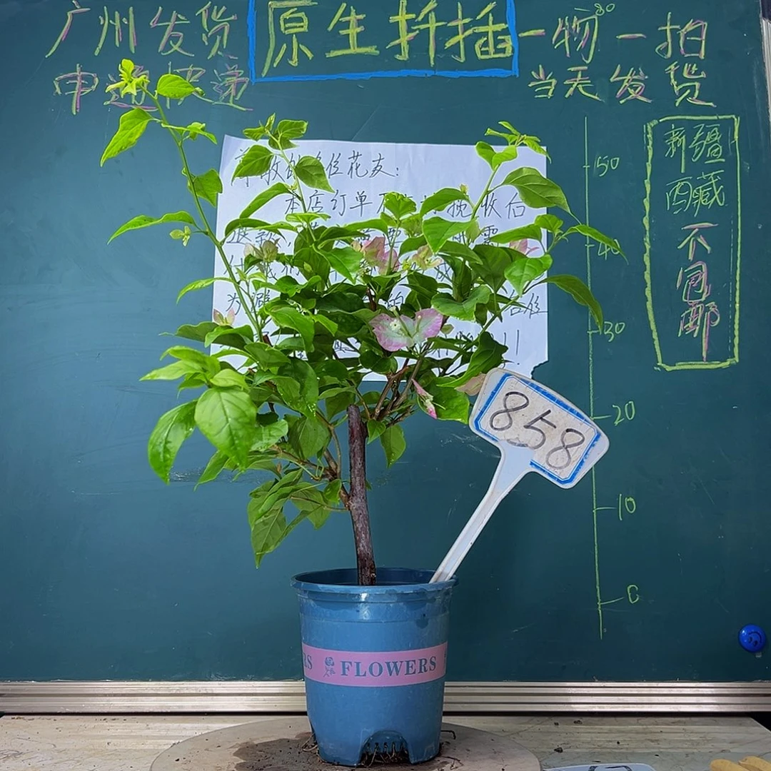 当前无花栽培后可以开花  口红  858
