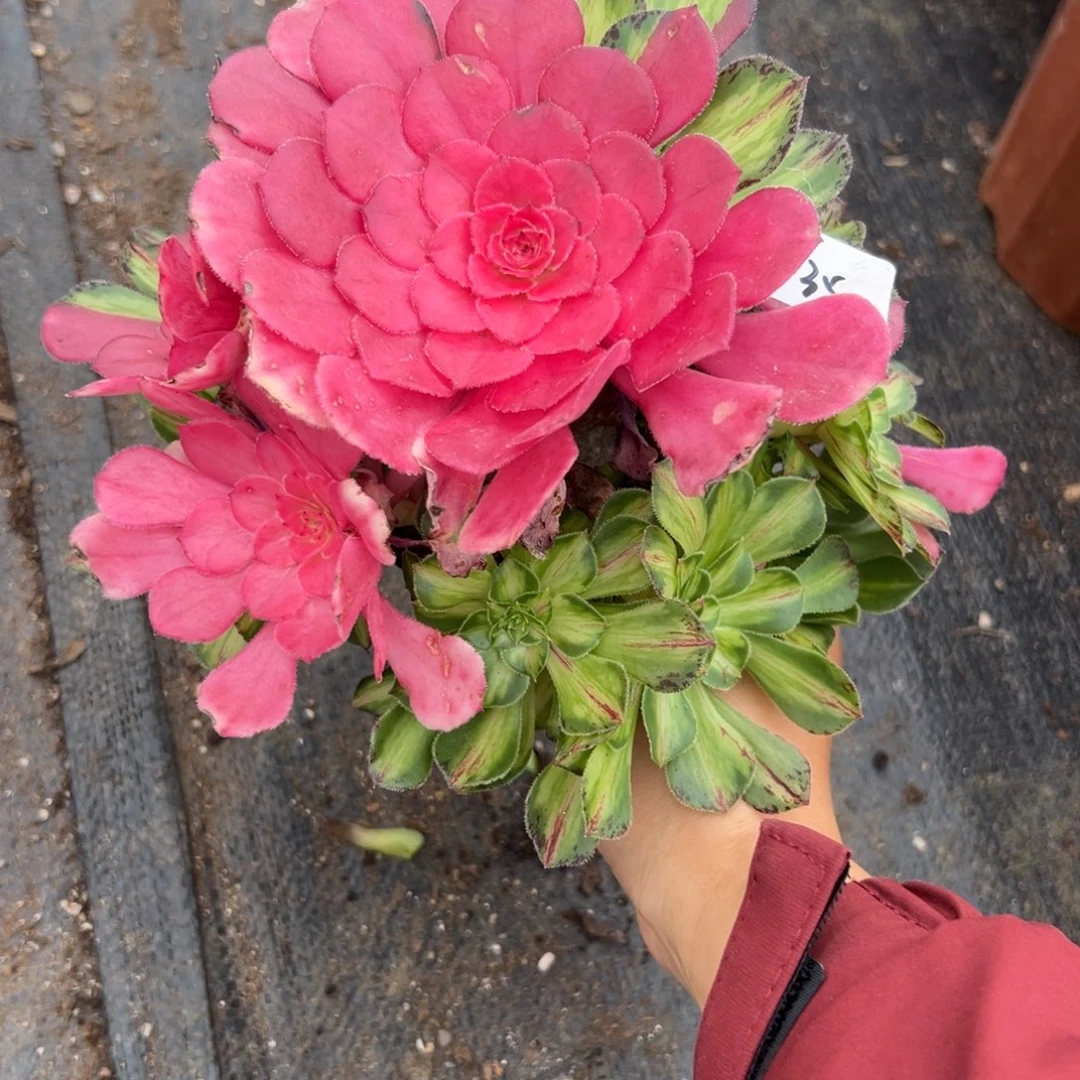 35知否无根多肉植物