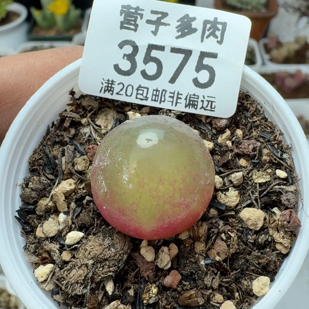 灯泡2.0带盆土。