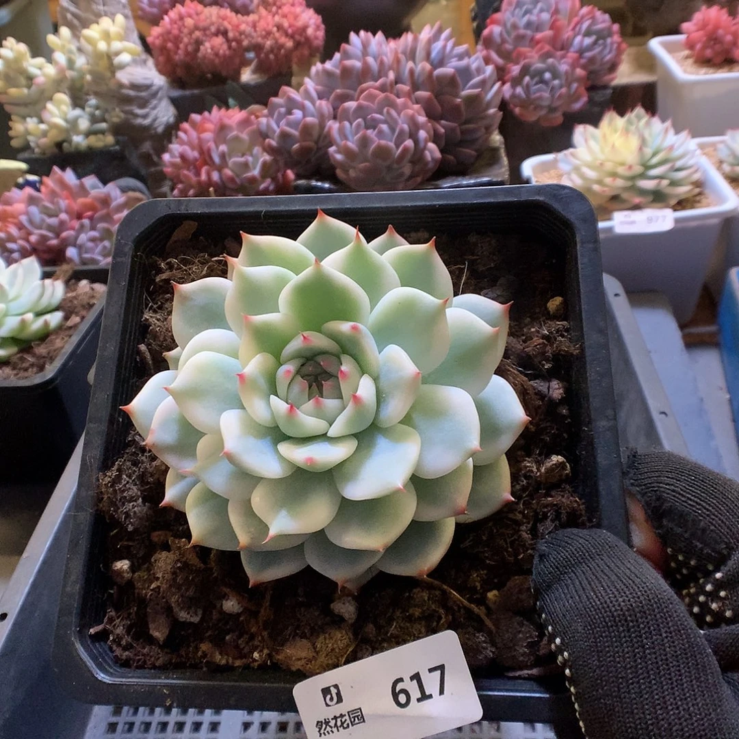 617吉娃娃锦多肉植物6666