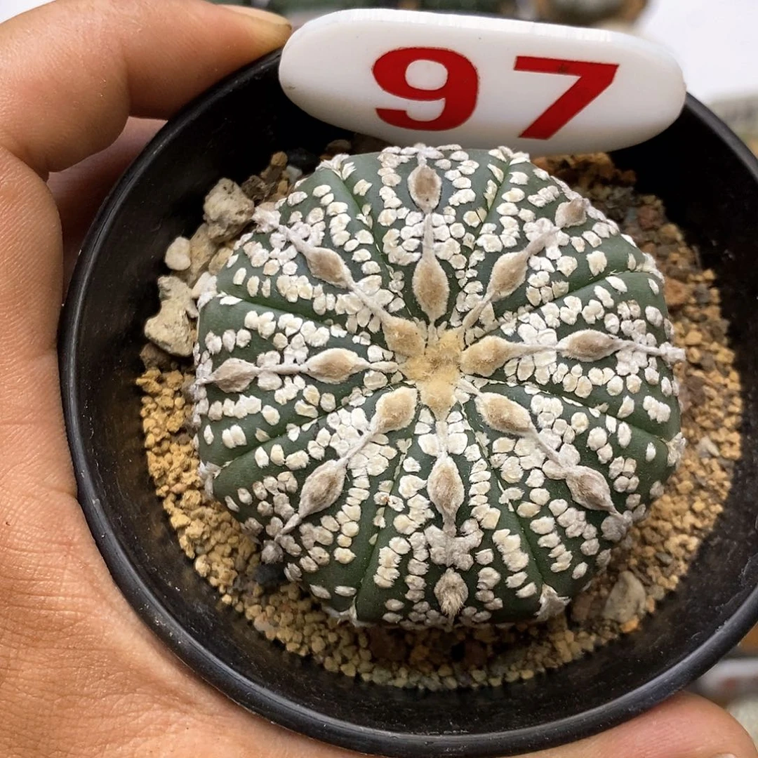 97福利特价来了哦耶
