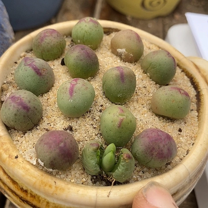 正版皮卡丘一颗