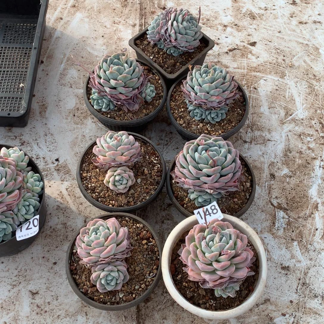 148冰玉多肉植物组合