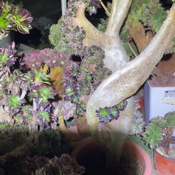 咪****225号黑缀法师多肉植物