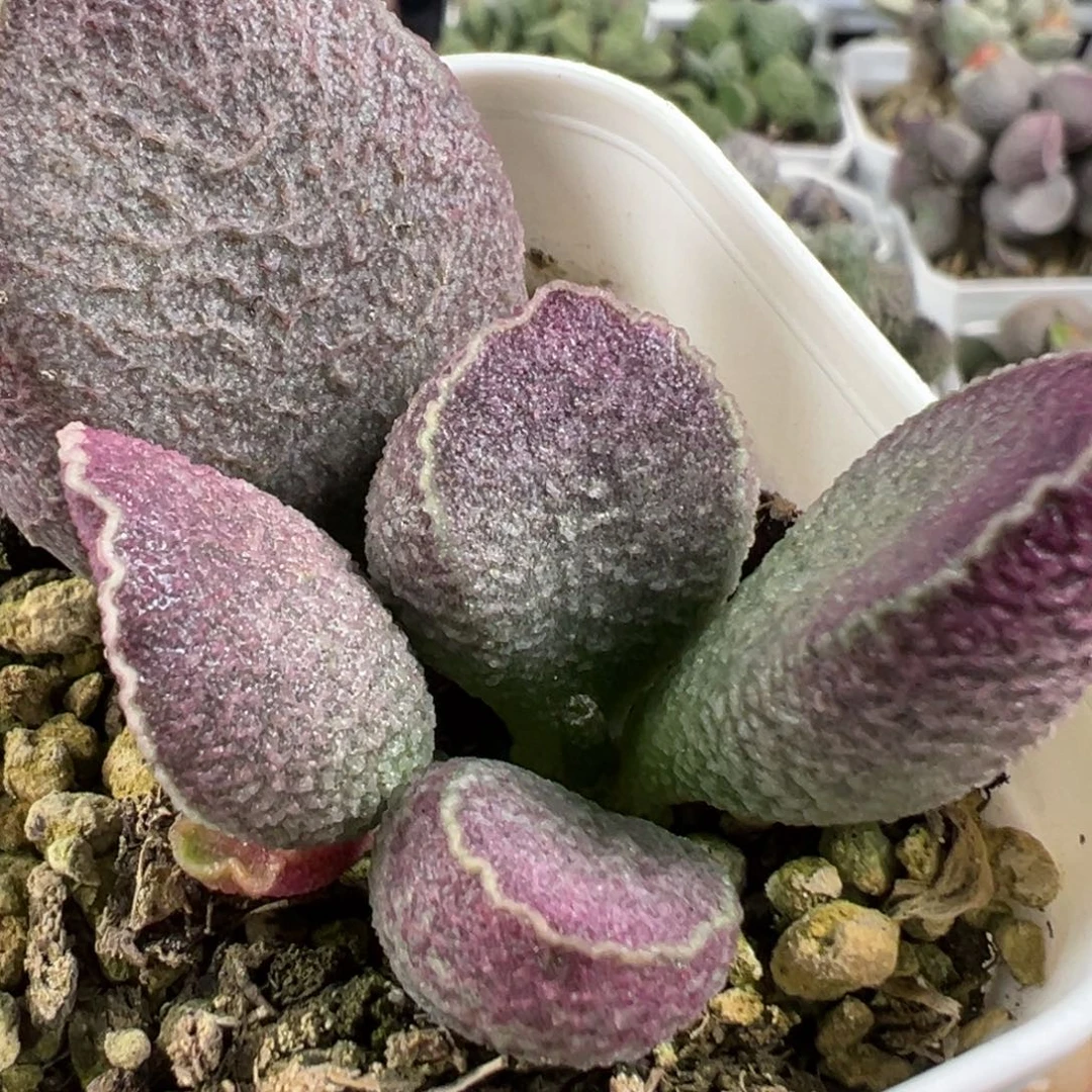 w哈莫猪肝多肉植物水泡