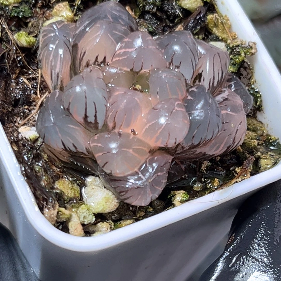 恭喜发财大吉大利4169