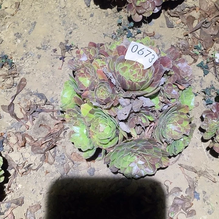 多肉植物法师673花月夜