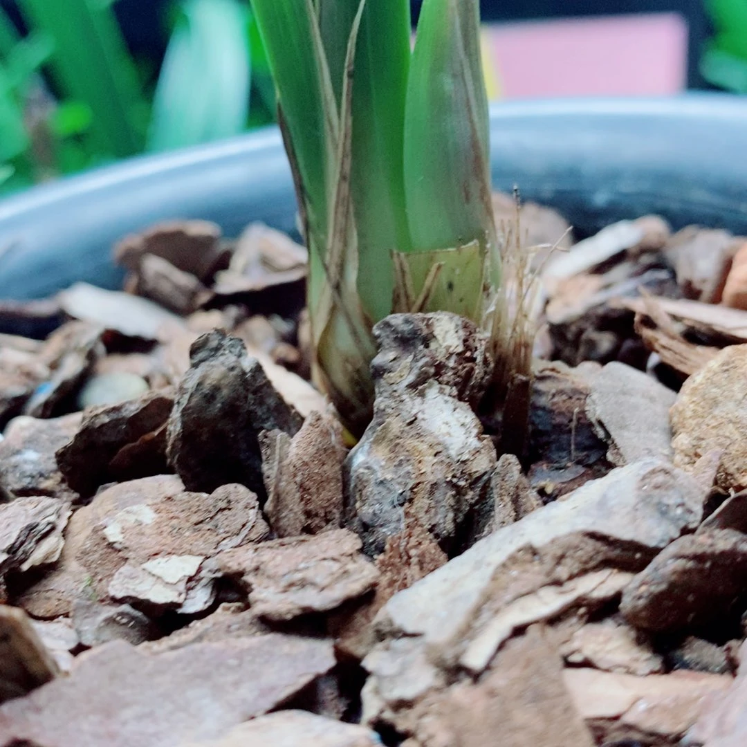 当前无花栽培后可以开花