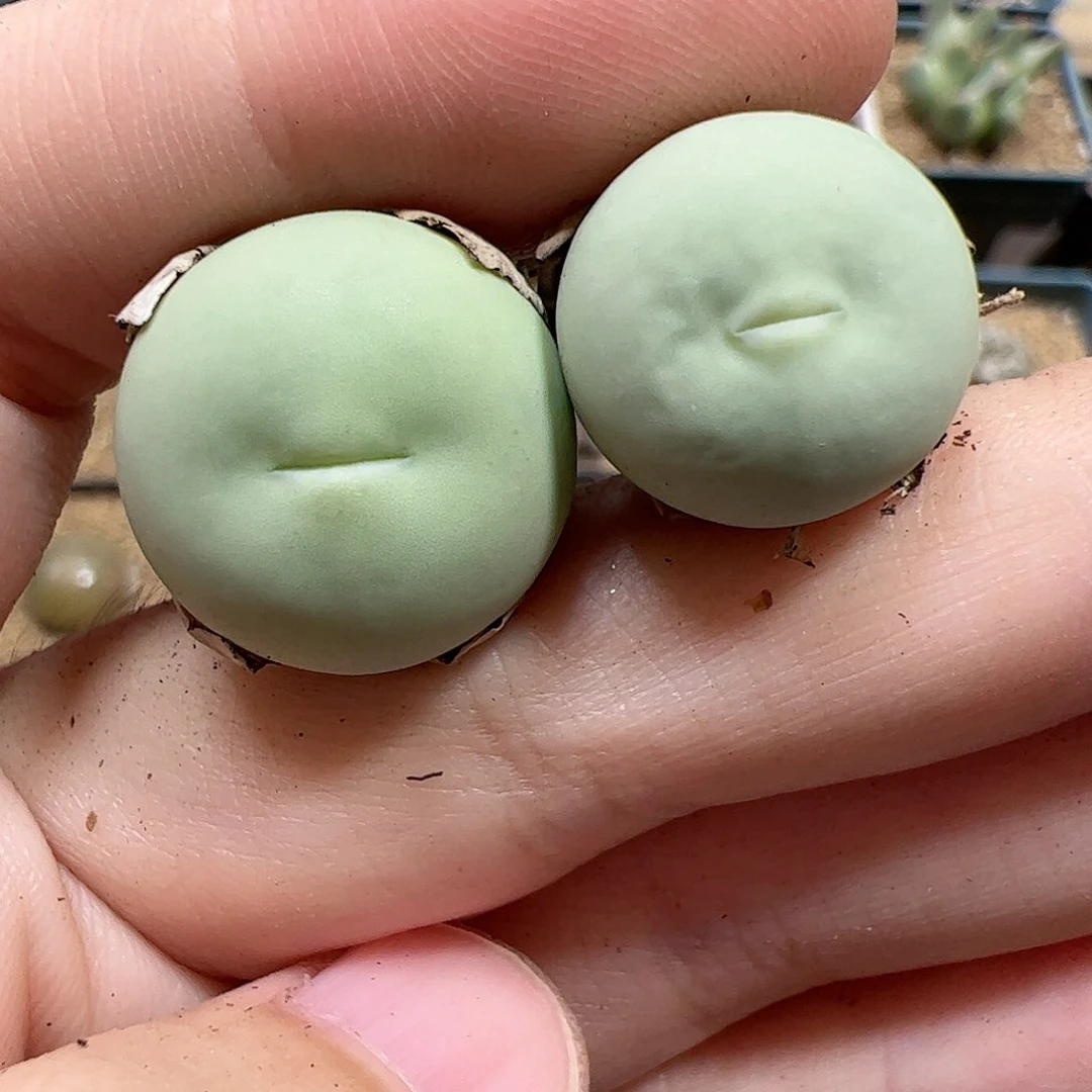 【闪购商品】88 鸽子蛋