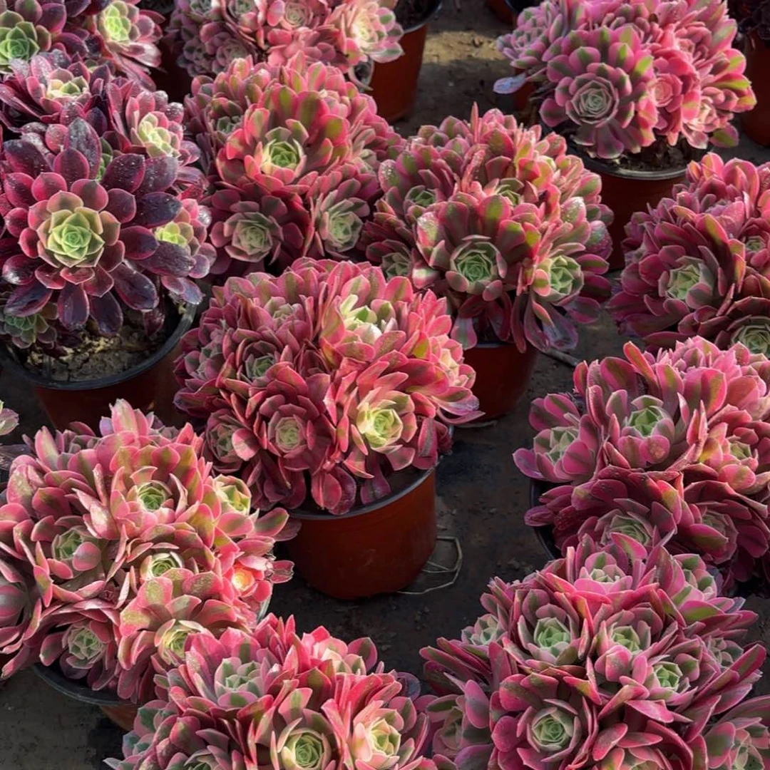 粉女巫绣球9.9多肉植物