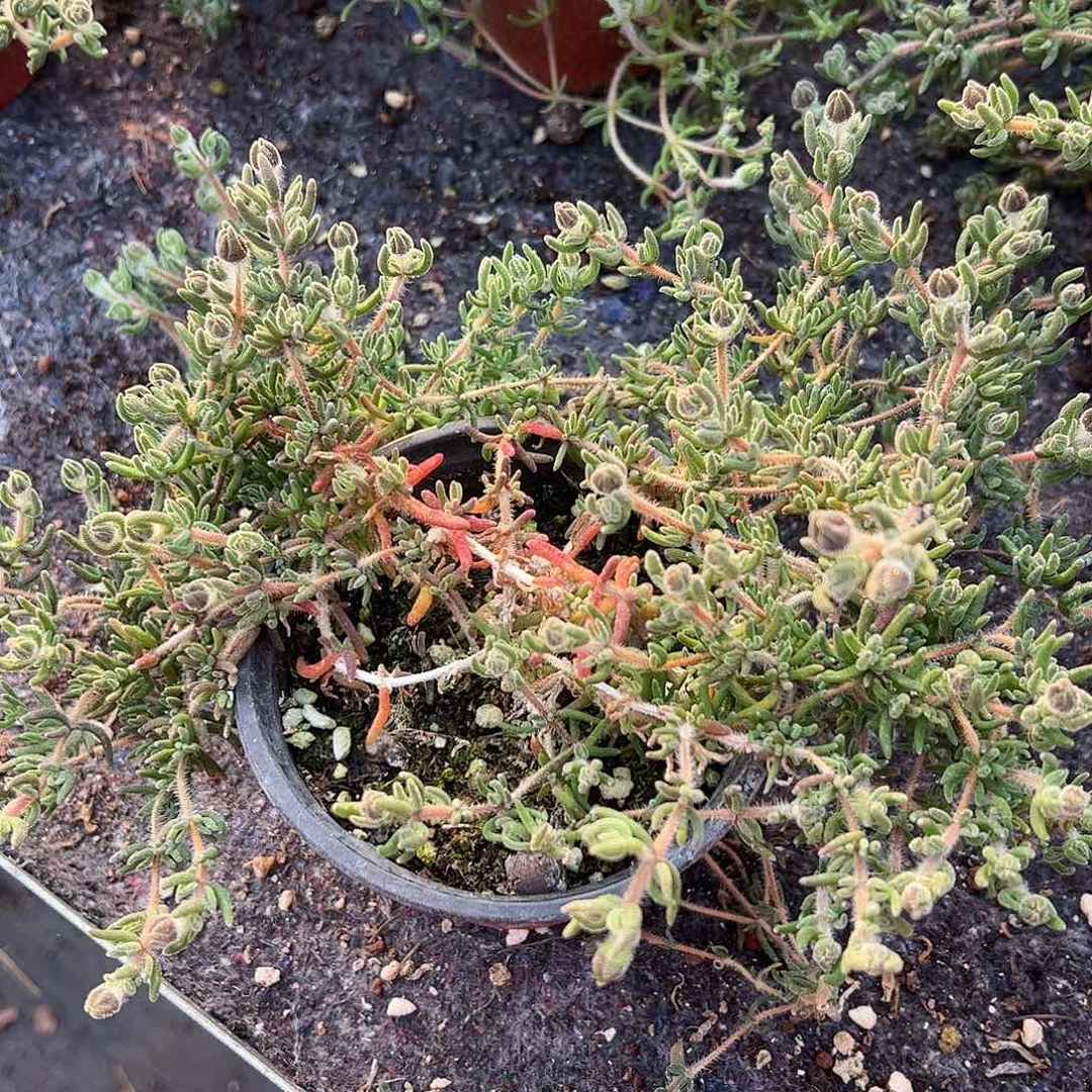 枝干狐尾大盆一个