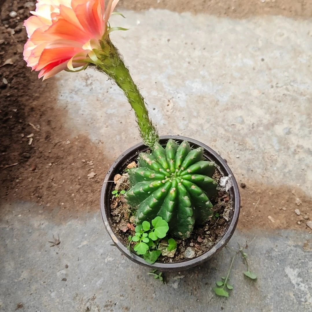 丽花辣舞辣舞自根53