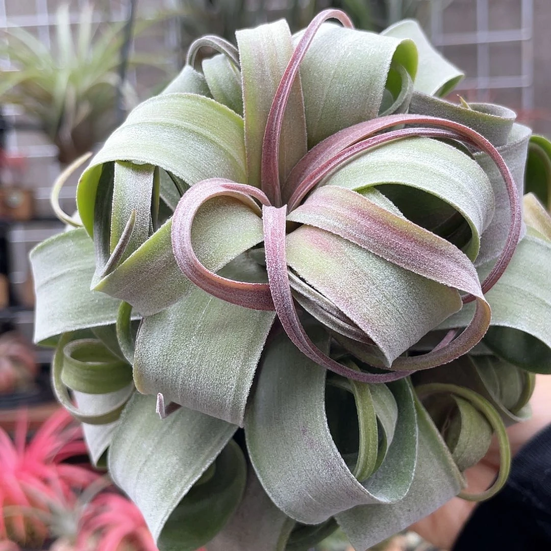 电卷53号空气凤梨