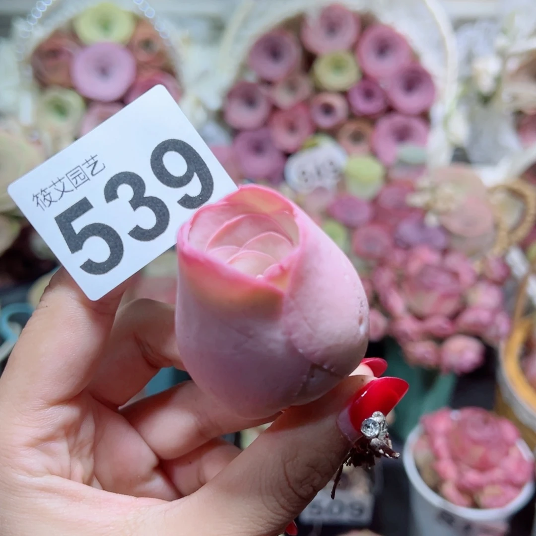 539仙粉玫瑰老桩。