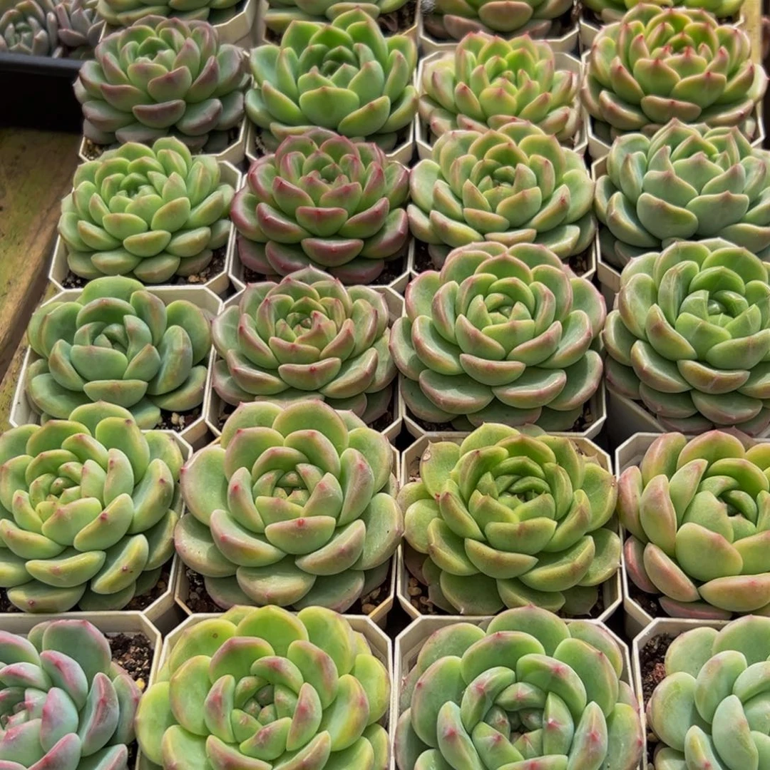 樂***྅167大热的一天从早上开始