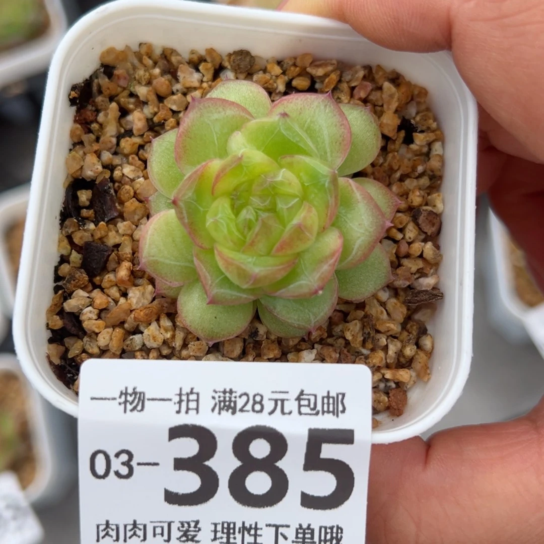 珍翡多多肉多肉多肉多肉