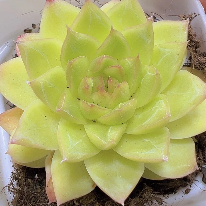 黄麦杆19包邮多肉植物