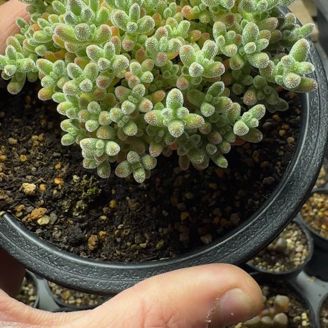 冰晶 多肉植物枝干