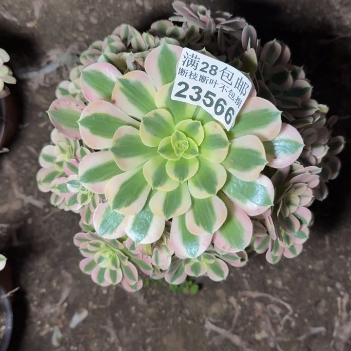 23566女巫多肉植物